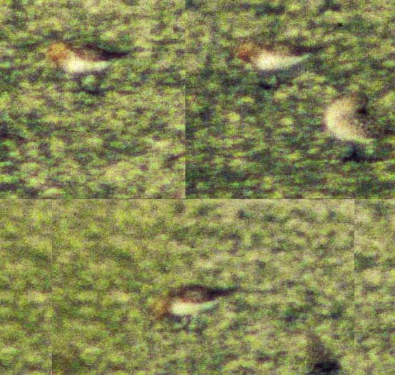 Red-necked Stint - Barry Zimmer