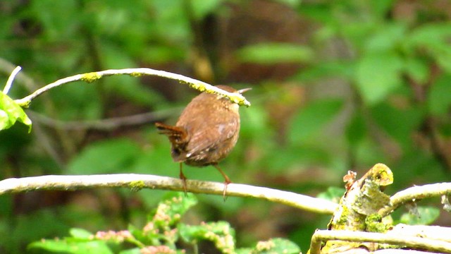 Pacific Wren - ML192375051