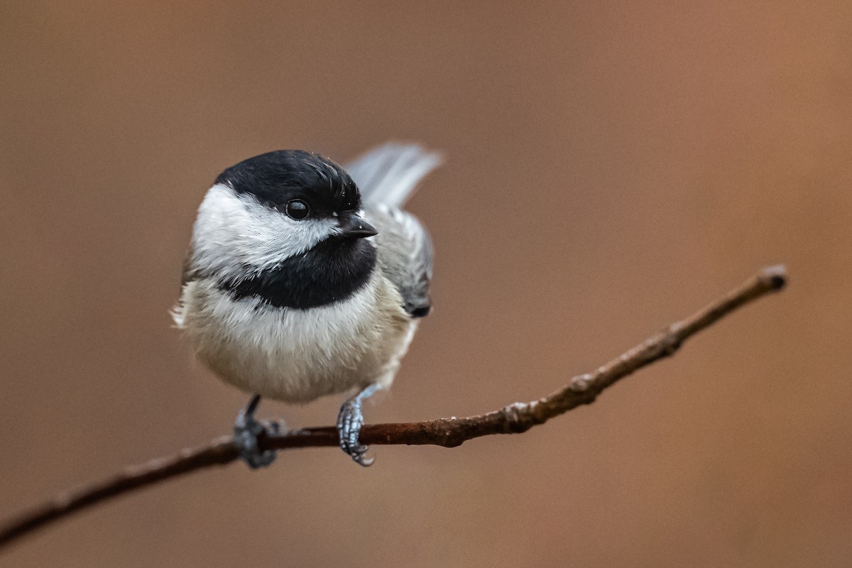 Carolina Chickadee - ML192375311