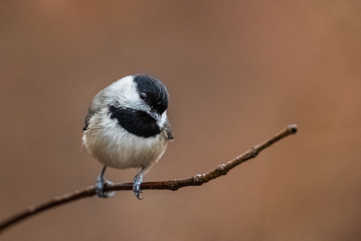 Carolina Chickadee - ML192375401