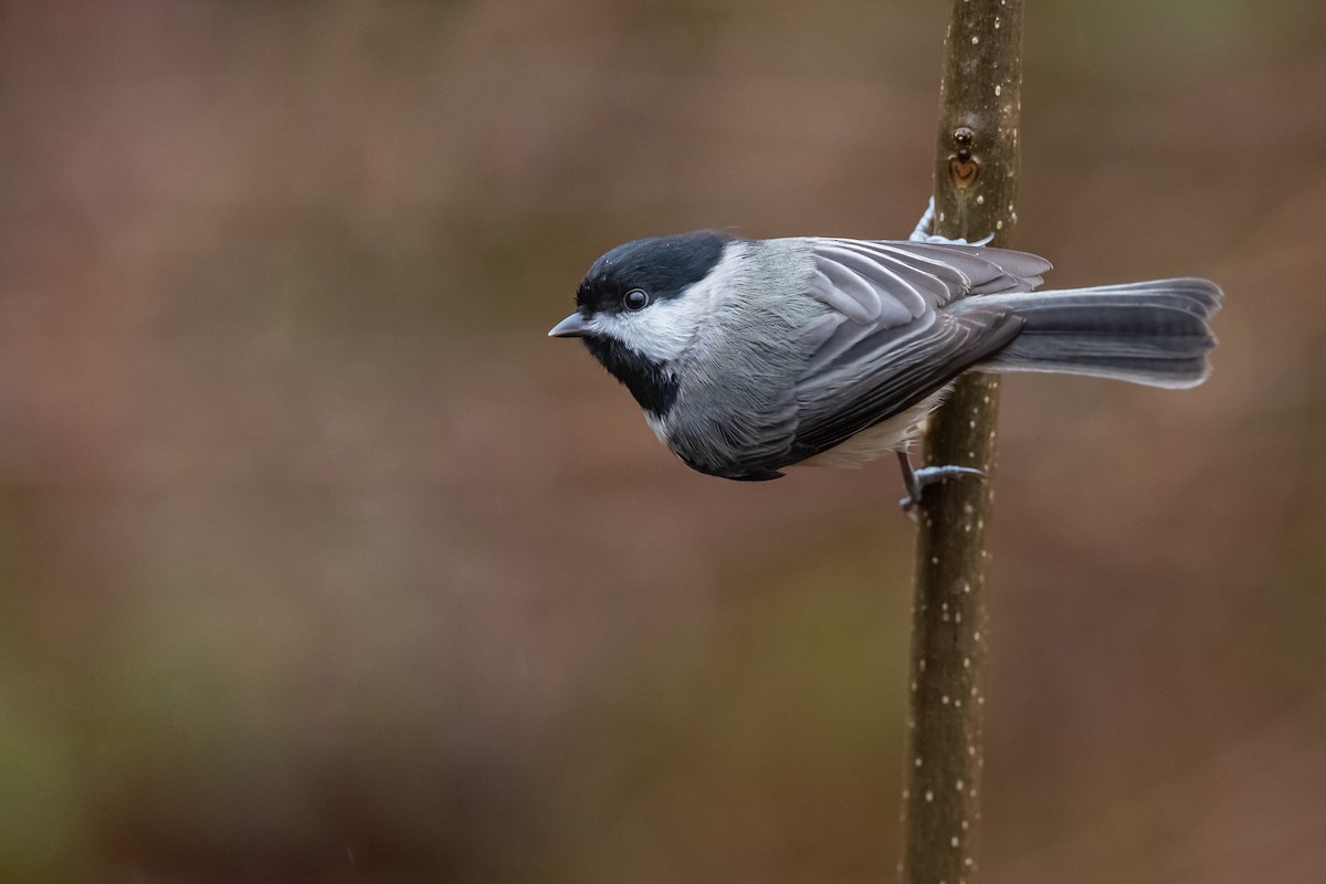 Carolina Chickadee - ML192375441