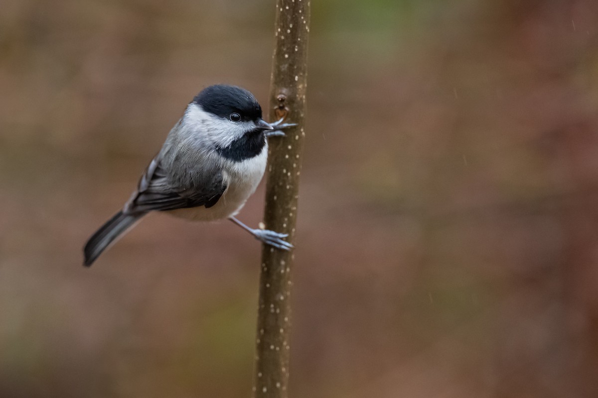 Carolina Chickadee - ML192375451