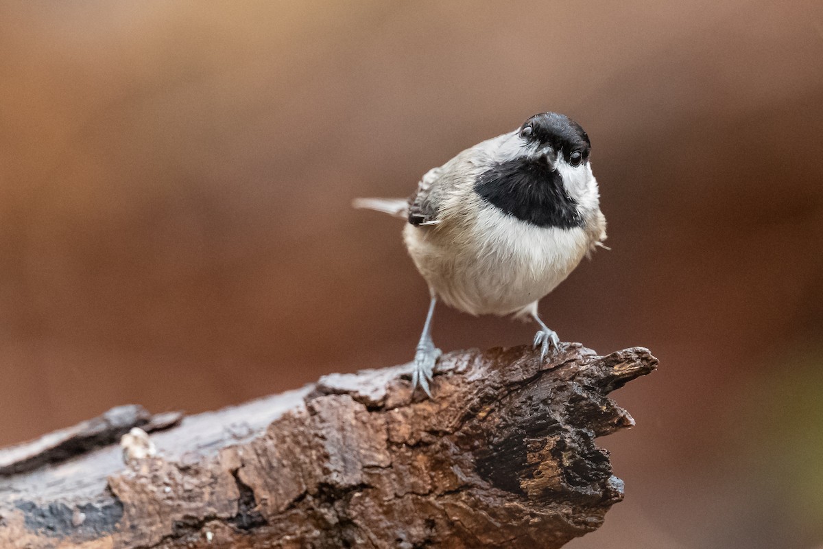 Carolina Chickadee - ML192375481