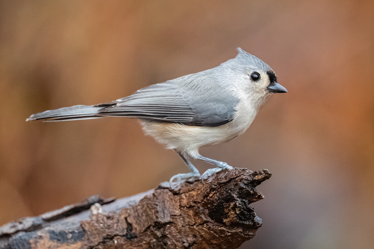 Tufted Titmouse - ML192375821