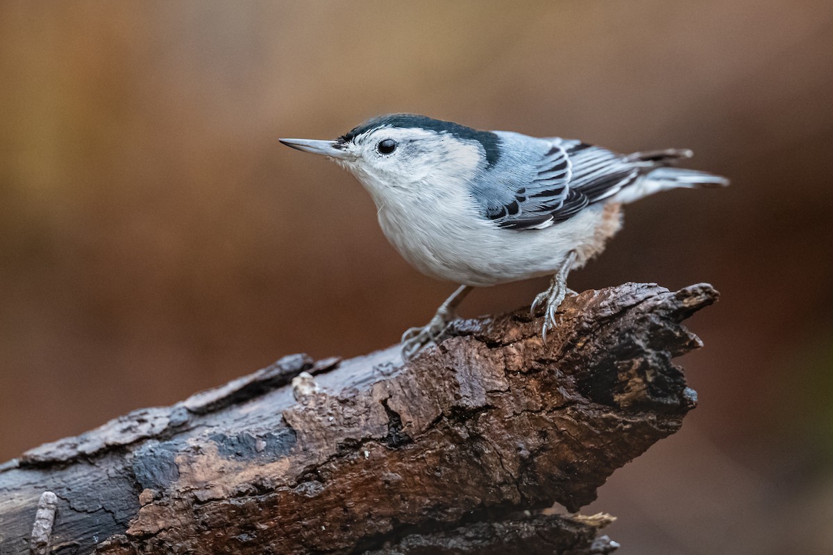 White-breasted Nuthatch - ML192375861