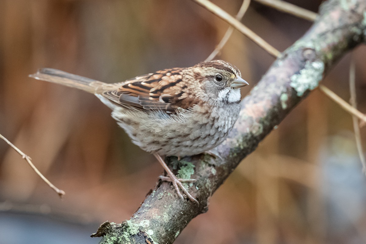 White-throated Sparrow - Ryan Sanderson