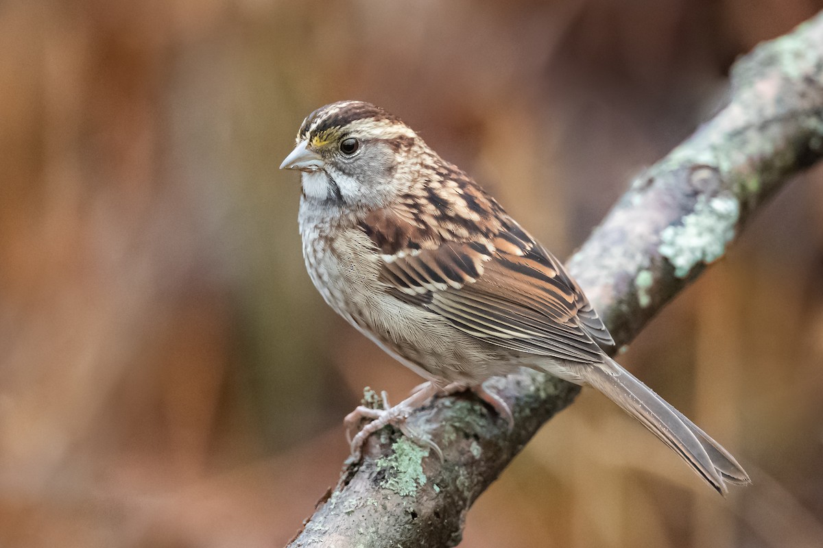 White-throated Sparrow - ML192375991