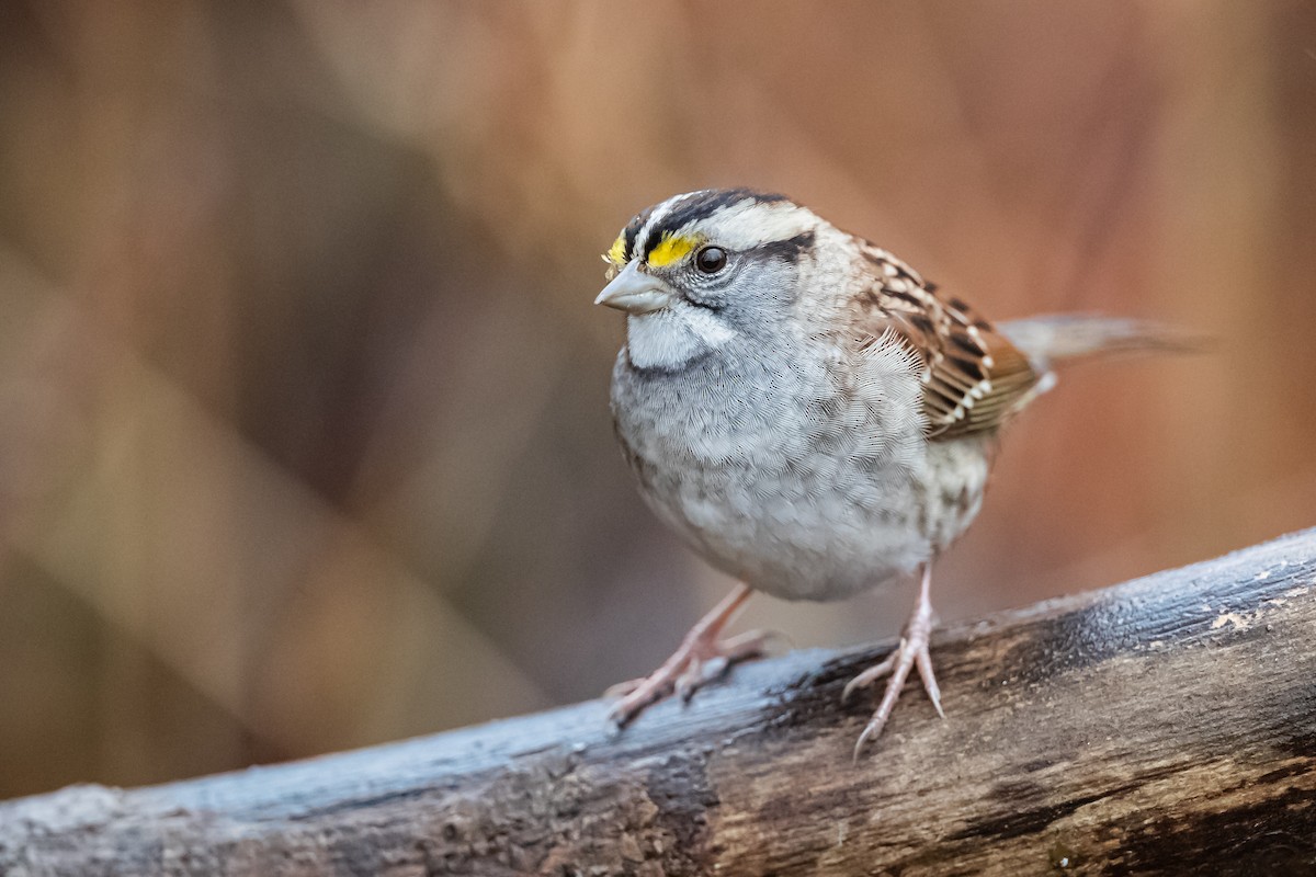 White-throated Sparrow - ML192376001