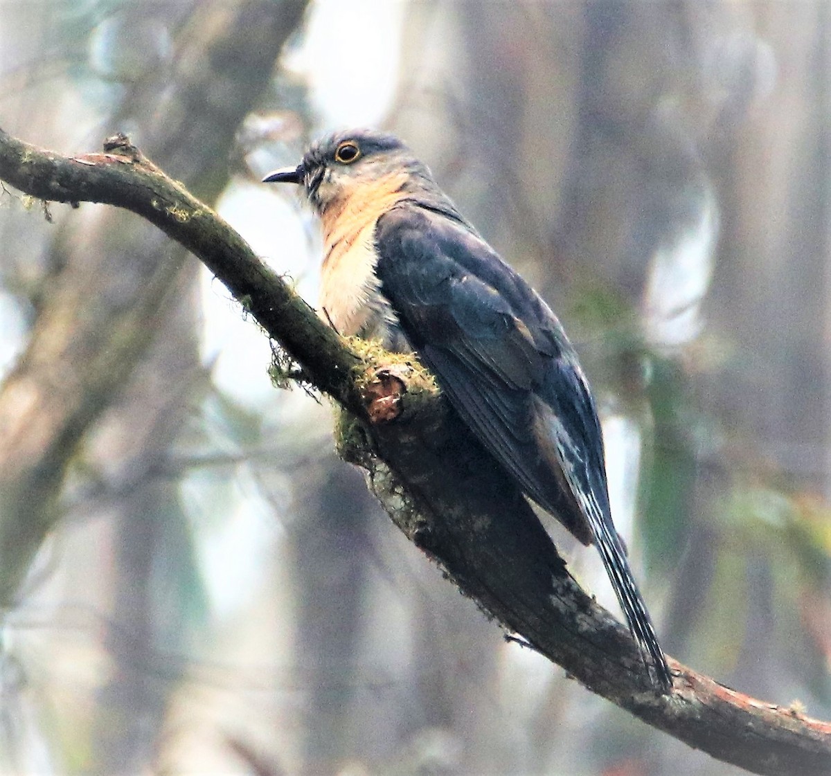 Fan-tailed Cuckoo - Chitra Shanker