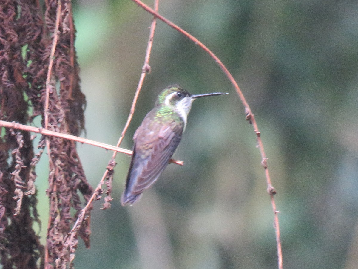 kolibřík salvadorský - ML192376591