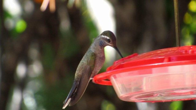 Colibri à gorge bleue - ML192377341