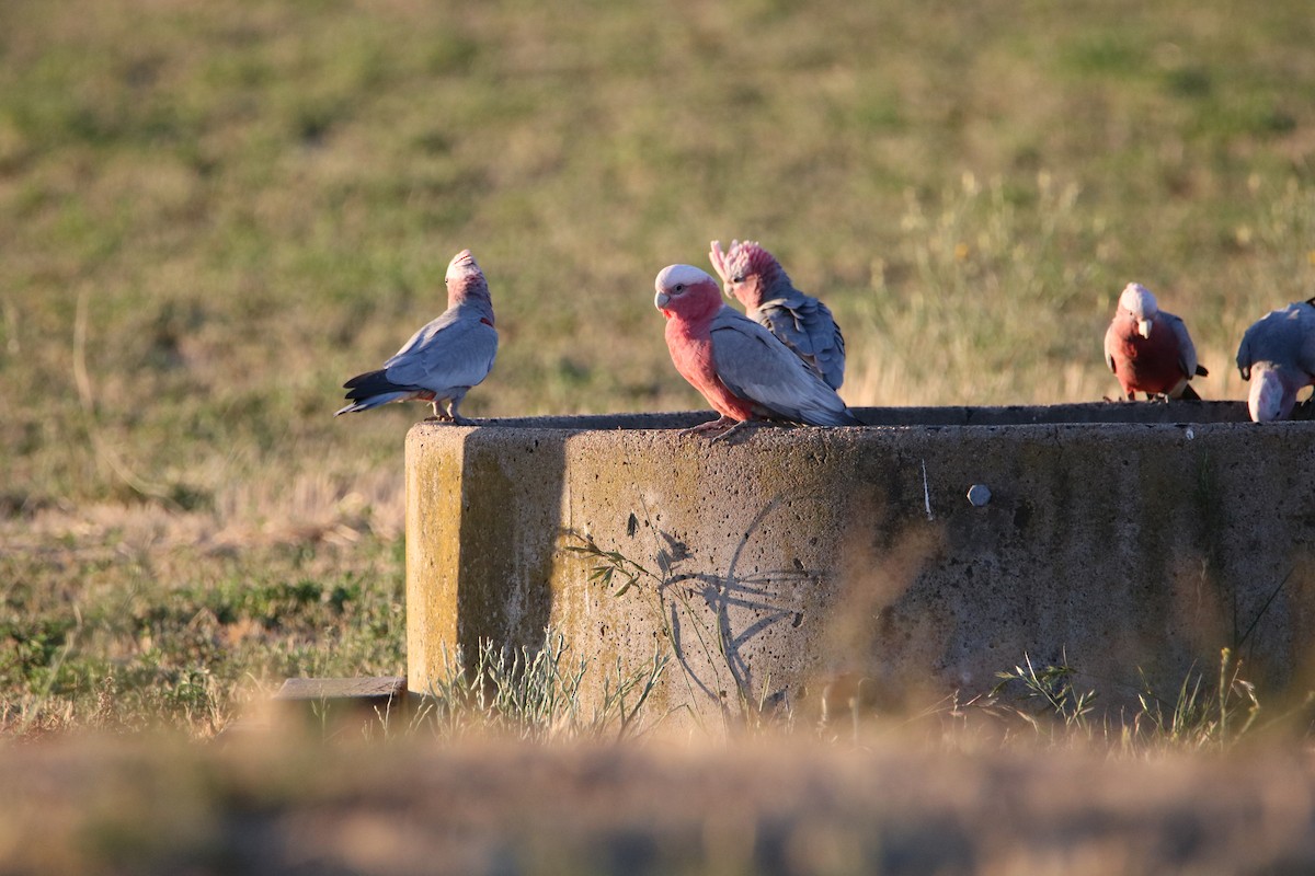 Cacatúa Galah - ML192377501