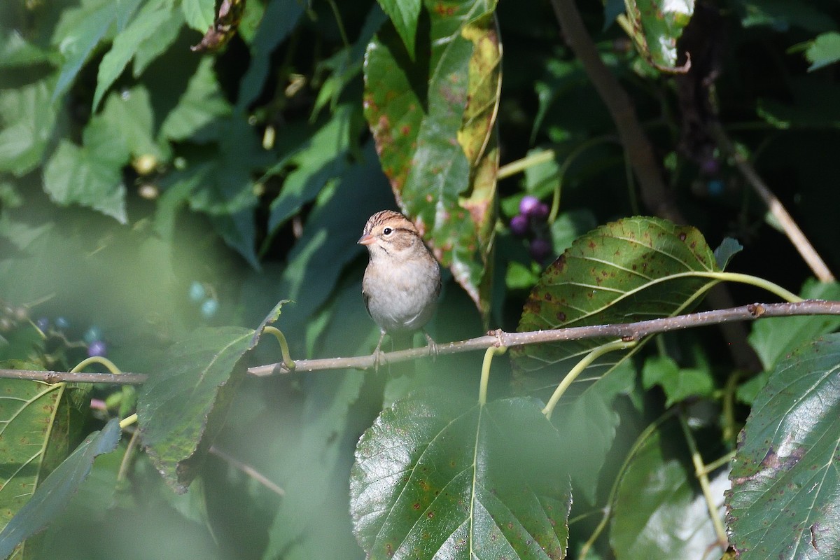 Chipping Sparrow - ML192377771