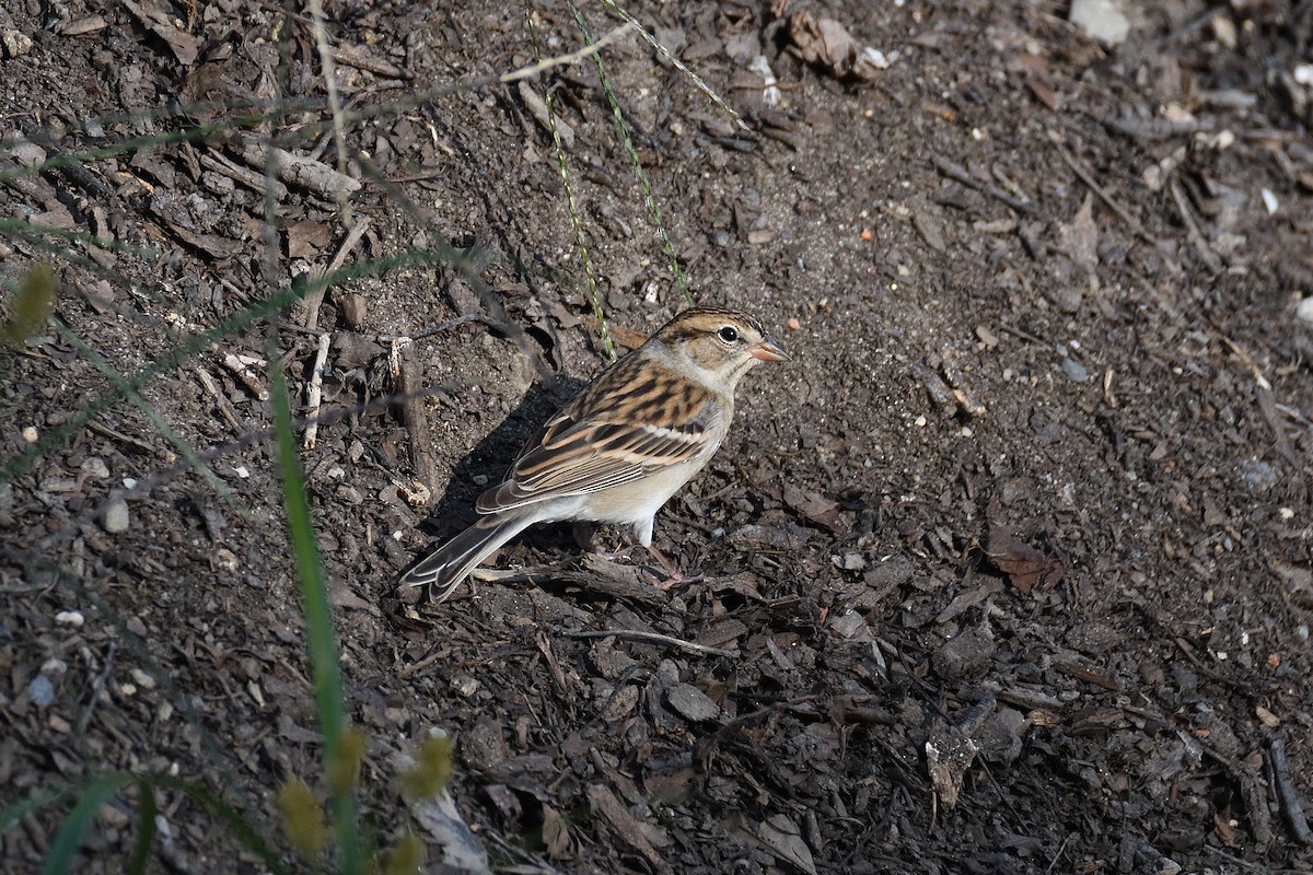 Chipping Sparrow - ML192377791