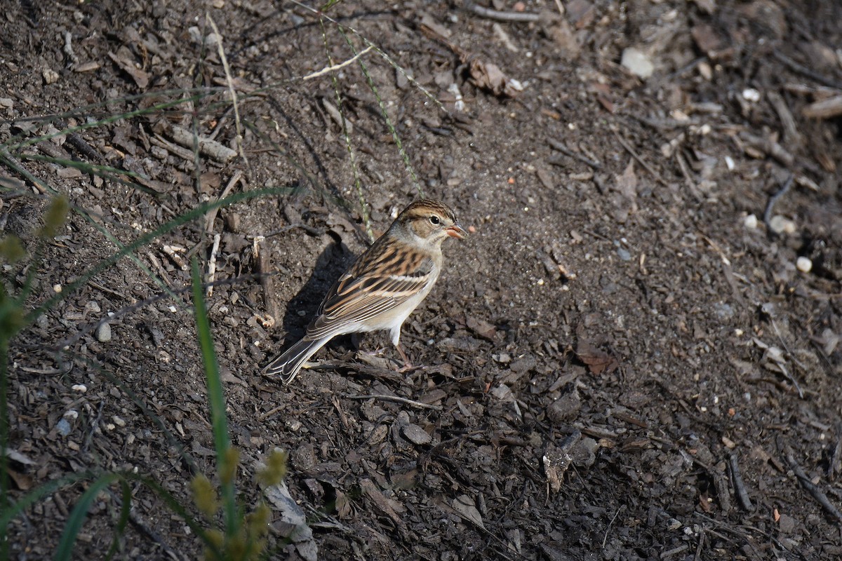 Chipping Sparrow - ML192377801