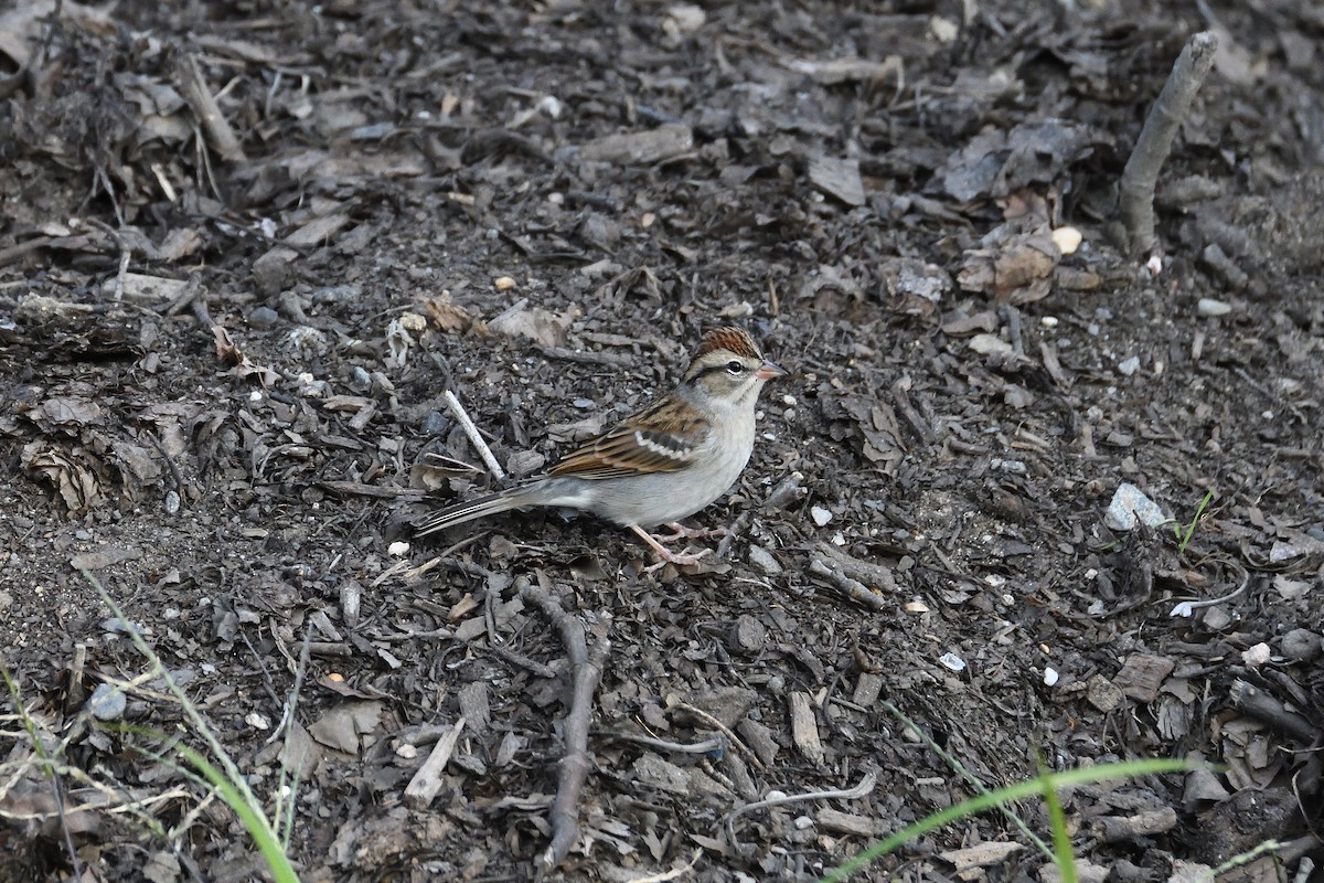 Chipping Sparrow - ML192377811