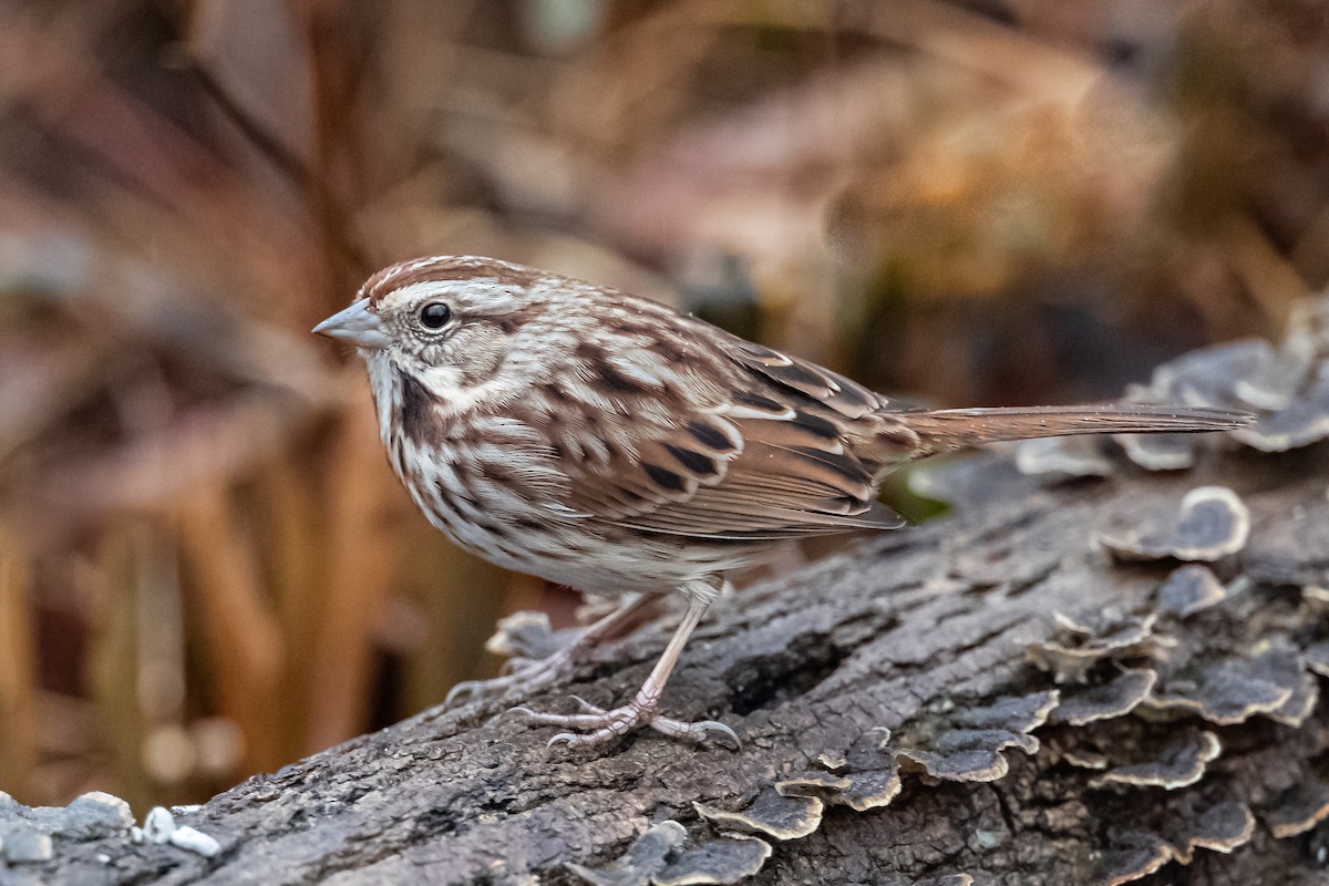 Song Sparrow - ML192377851