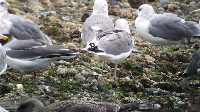 Swallow-tailed Gull - ML192377941