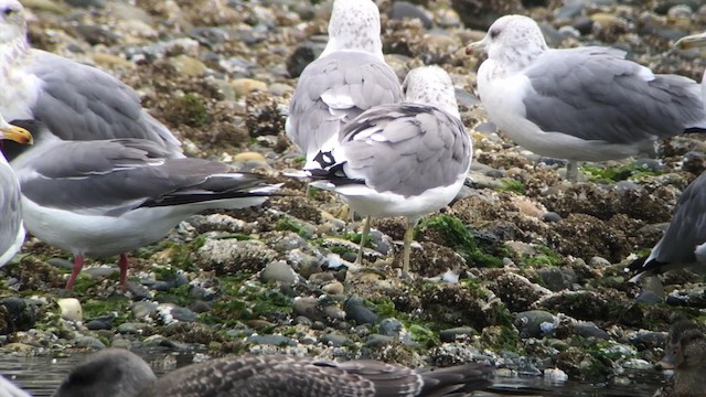 Gaviota Tijereta - ML192377941