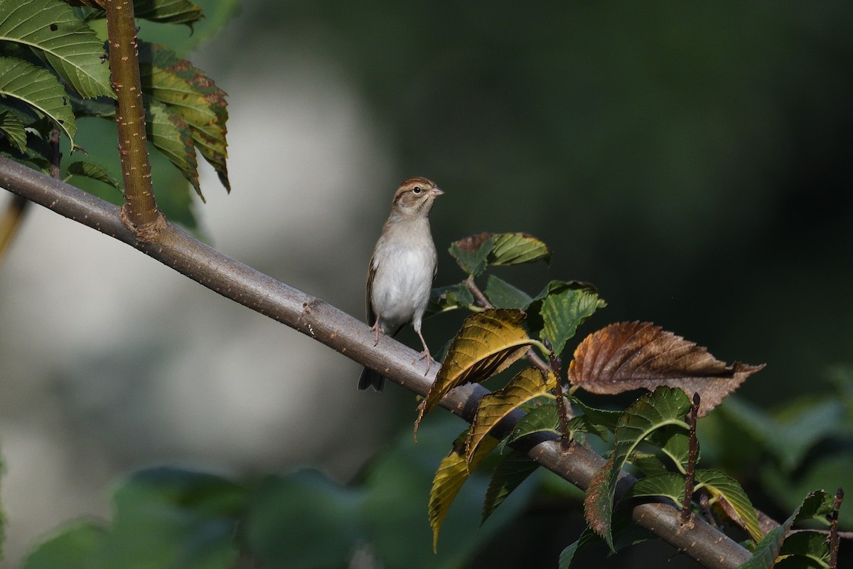 Chipping Sparrow - ML192378701