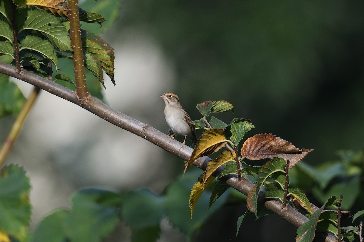 Chipping Sparrow - ML192378711