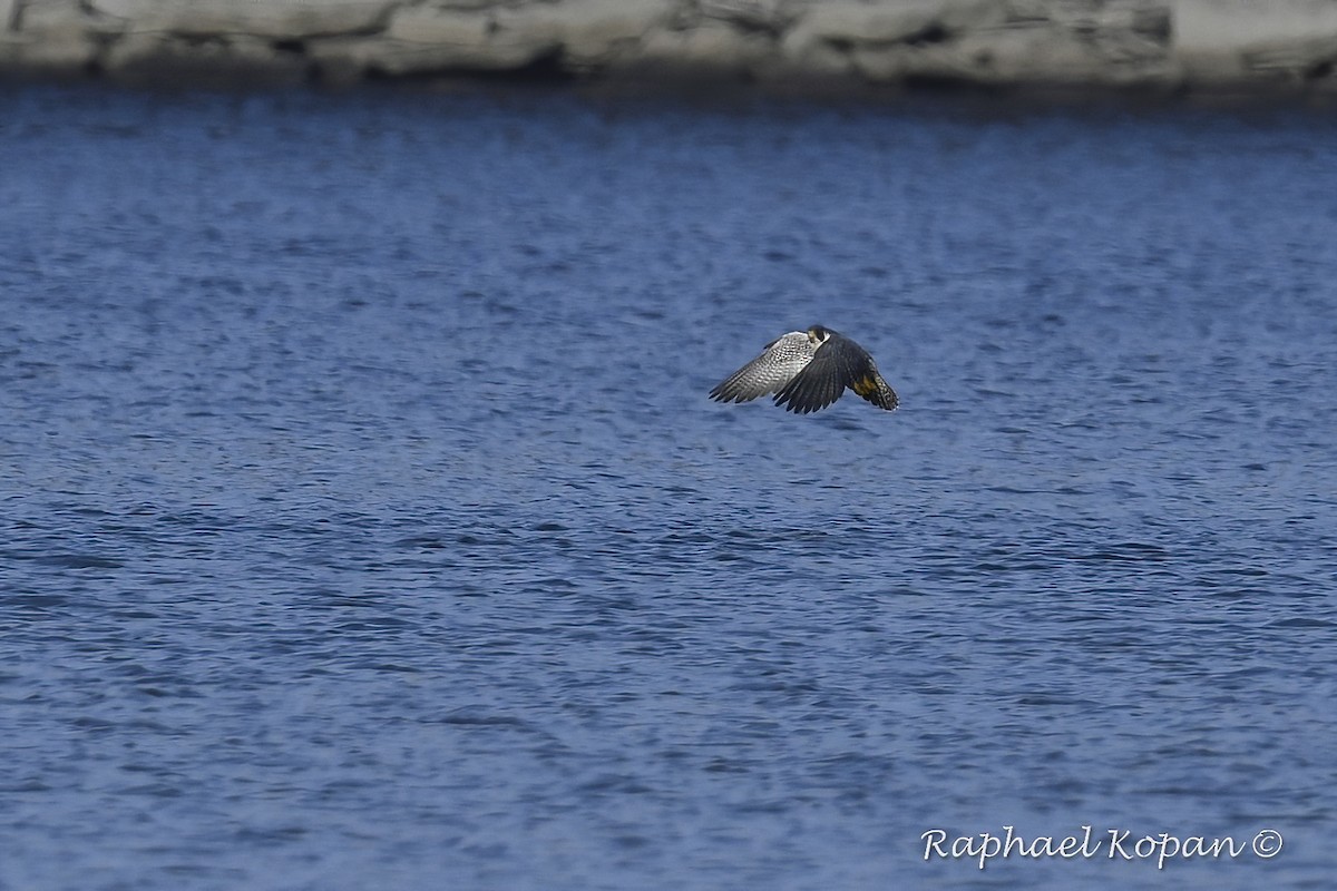 Peregrine Falcon - ML192380331