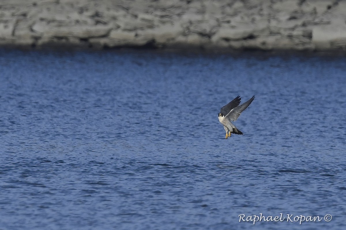 Halcón Peregrino - ML192380361