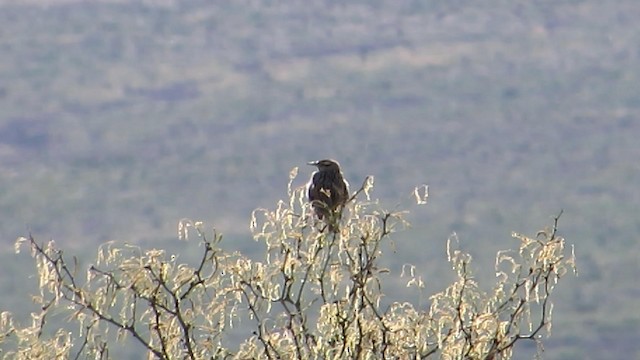 Chihuahuan Meadowlark - ML192380511