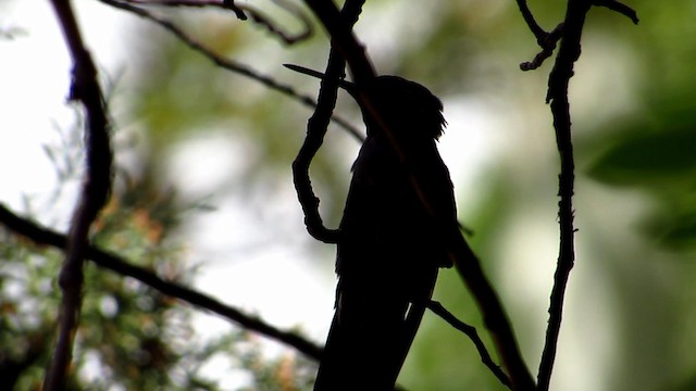kolibřík blankytohrdlý - ML192380761