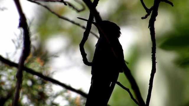 Colibrí Gorjiazul - ML192380761