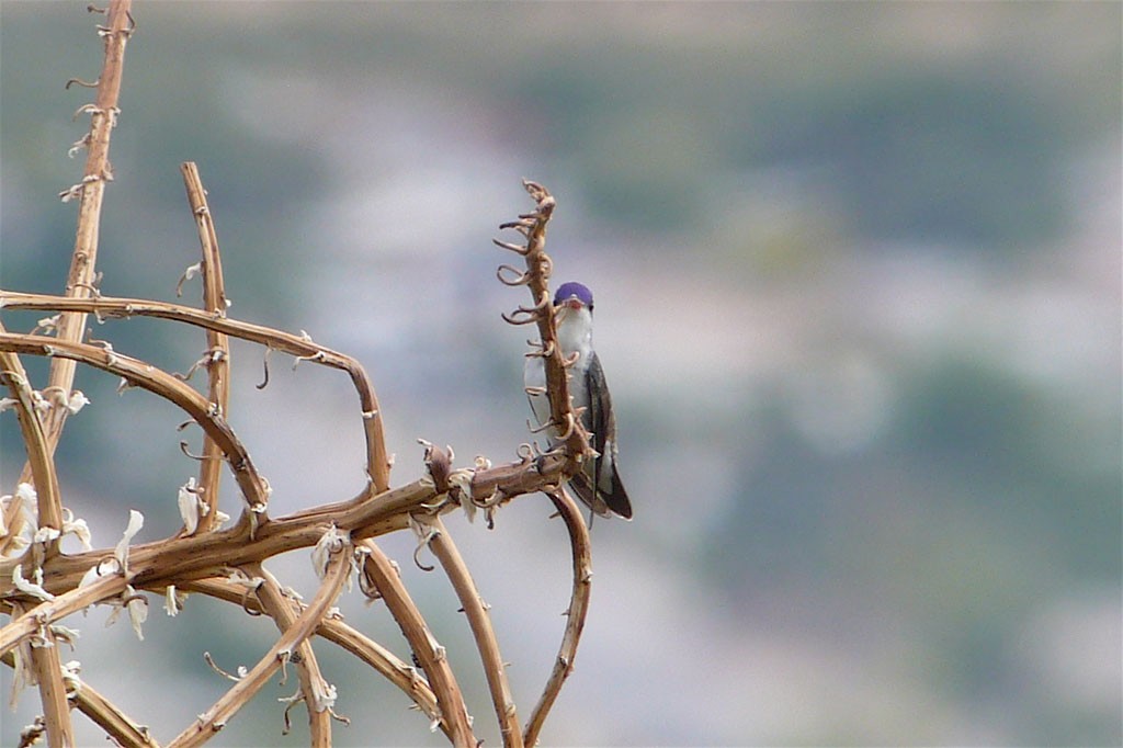 Violet-crowned Hummingbird - ML192380931