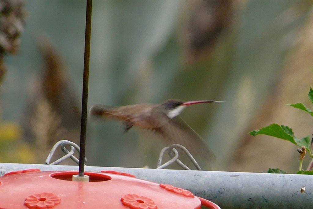 kolibřík fialovokorunkatý - ML192380941