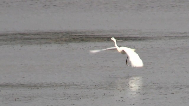 Little Egret - ML192382781