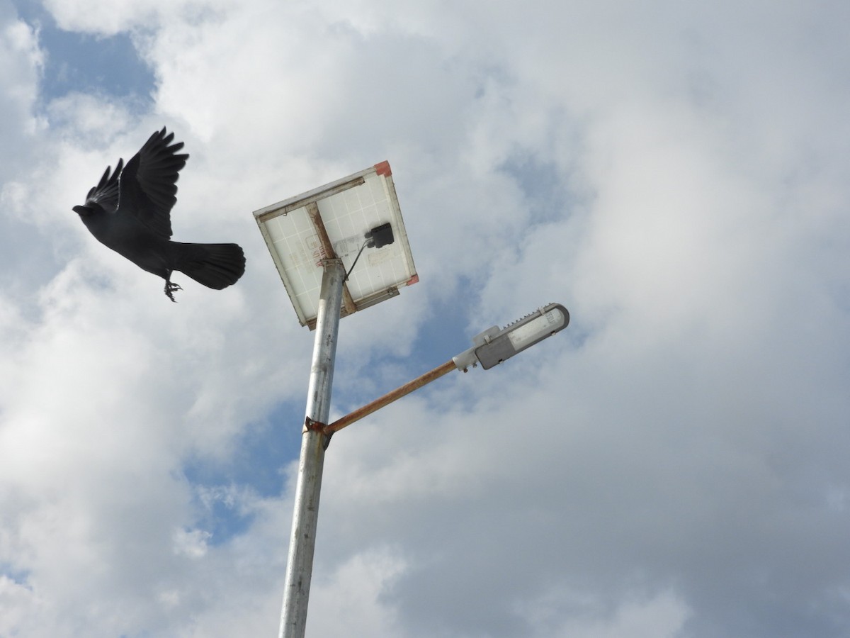Large-billed Crow - Lakshmikant Neve