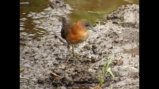 White-throated Crake - ML192385521