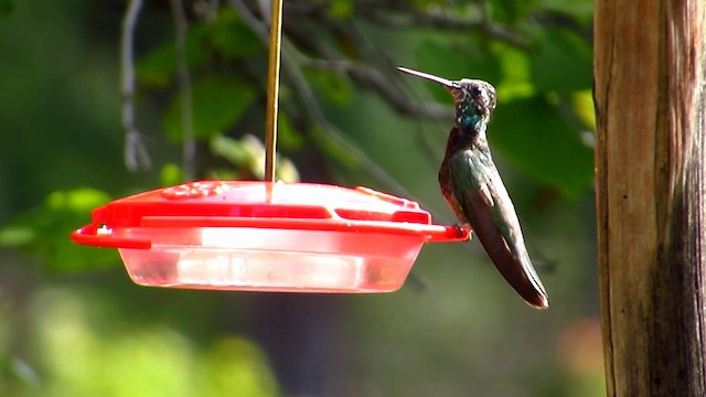 Colibrí Magnífico - ML192386391