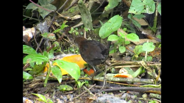 White-throated Crake - ML192386481