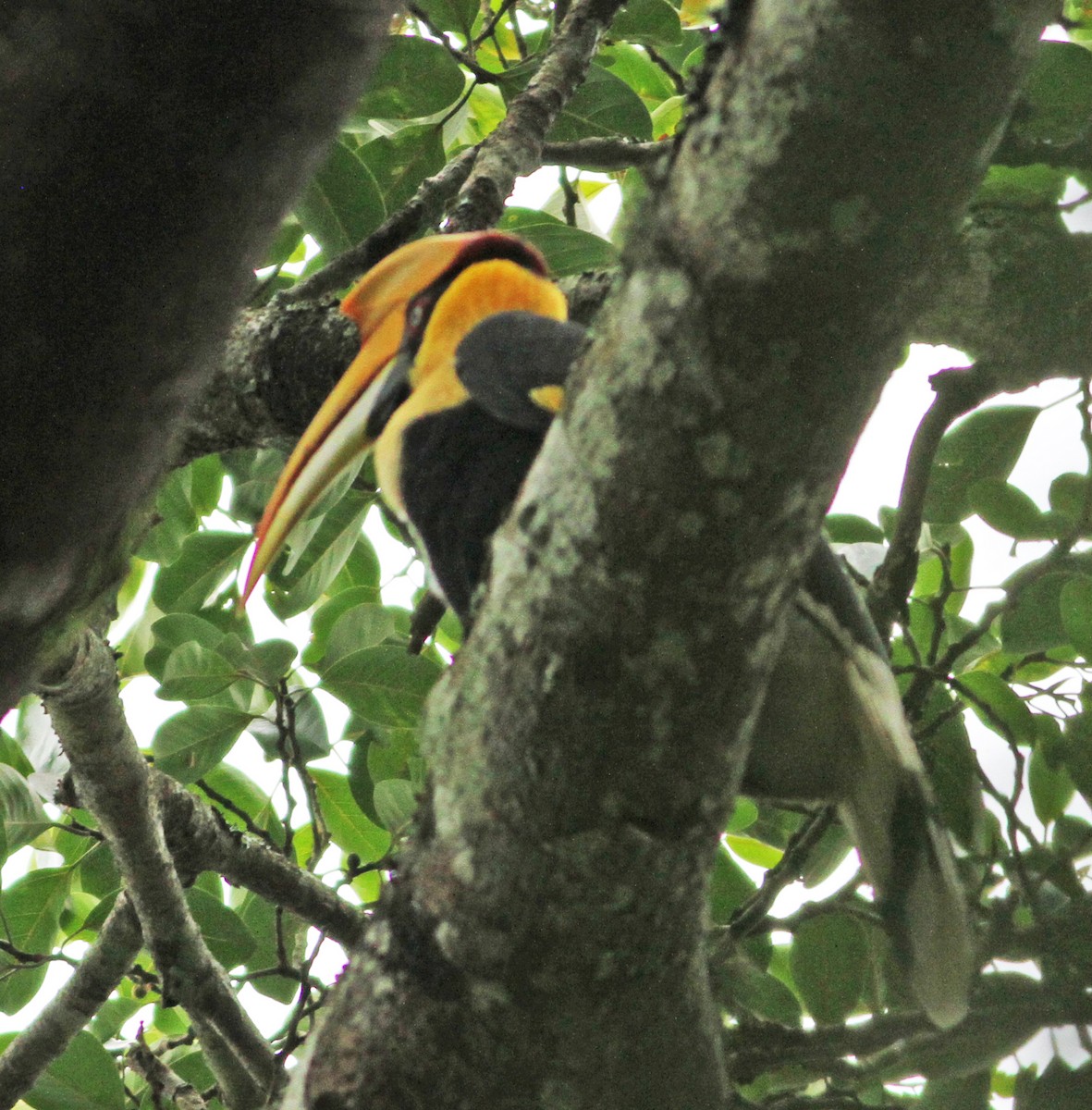 Great Hornbill - ML192388551