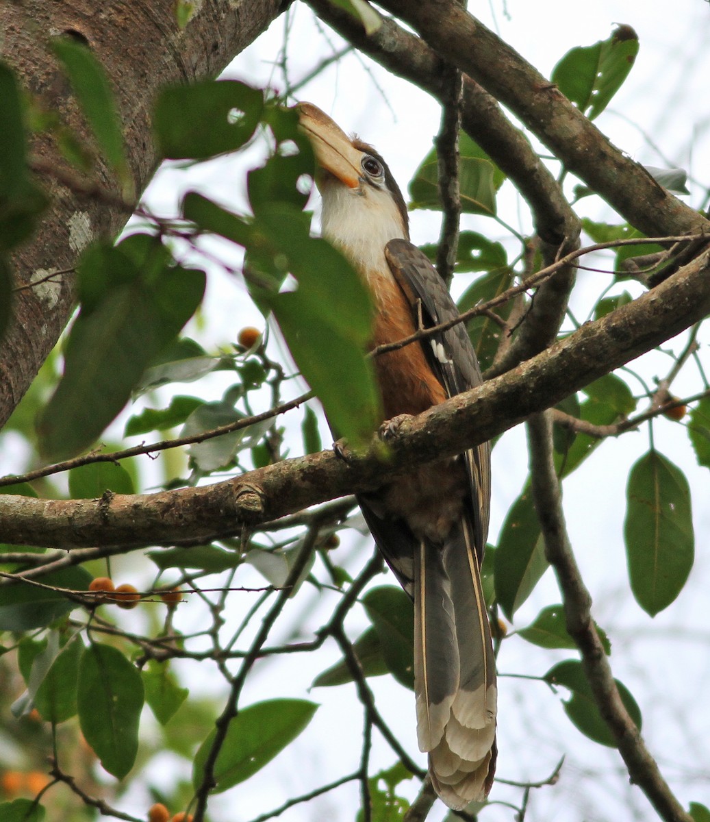 Weißgesicht-Hornvogel - ML192389581