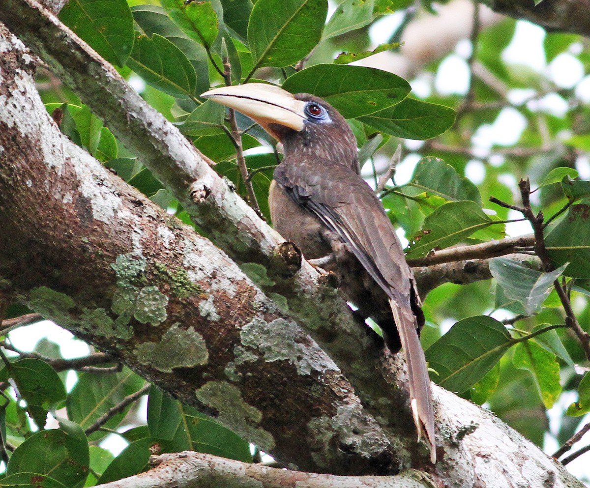 Weißgesicht-Hornvogel - ML192389621