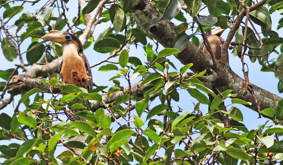 Brown Hornbill - ML192389661