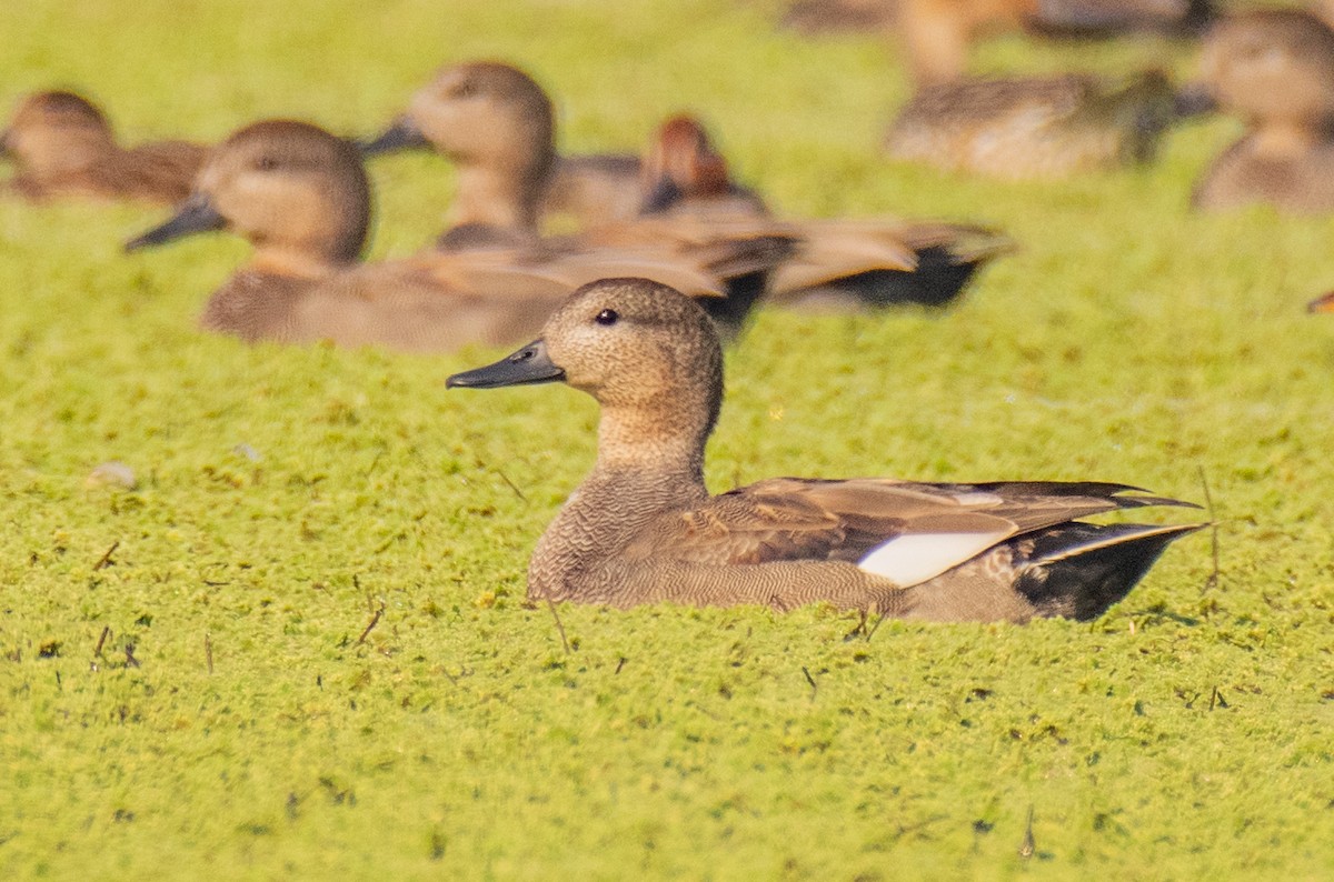 Gadwall - ML192395611