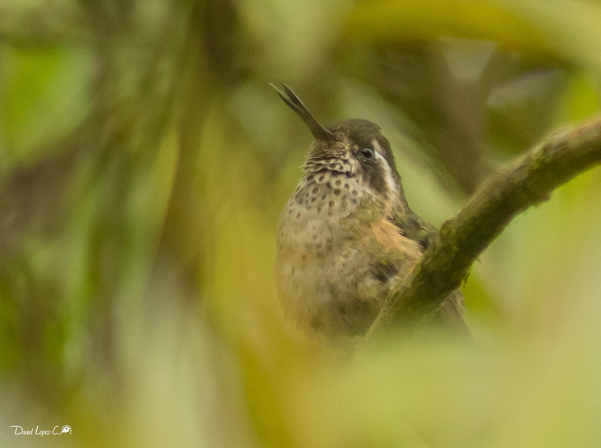 Speckled Hummingbird - ML192395991
