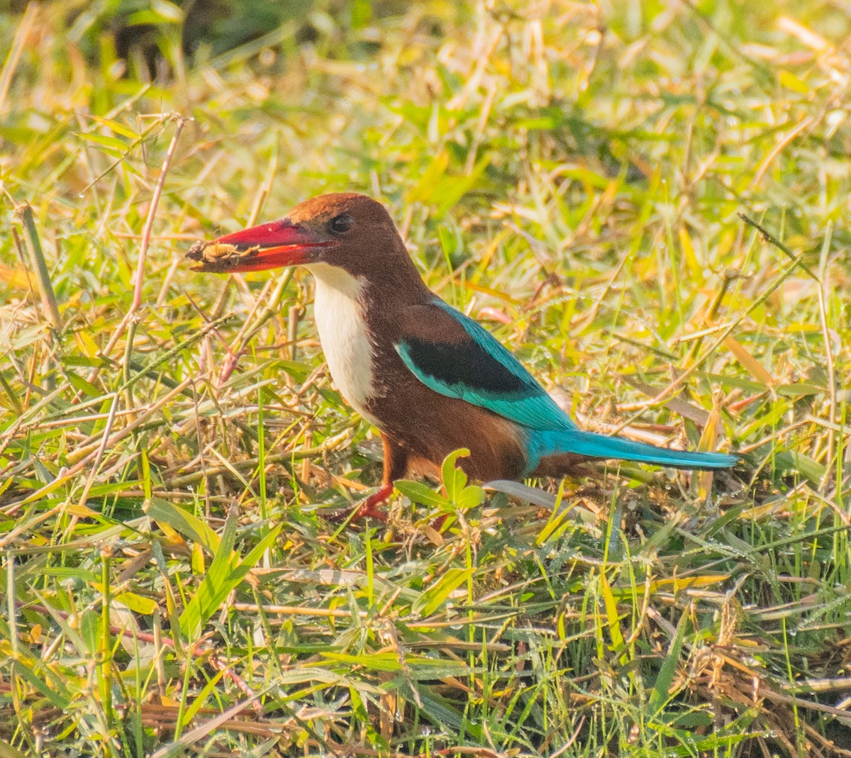 White-throated Kingfisher - ML192396401