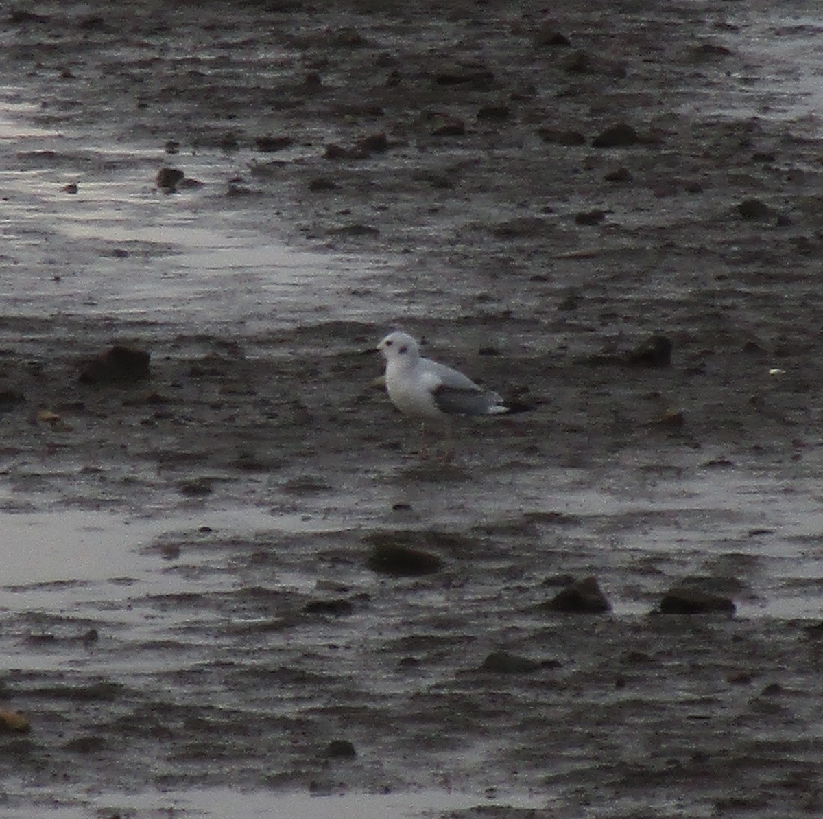 Bonaparte's Gull - virginia rayburn