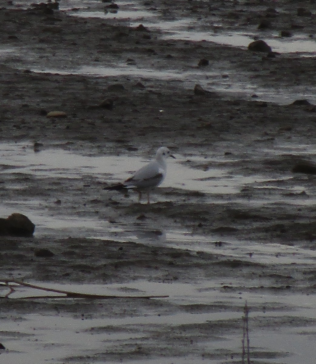 Bonaparte's Gull - virginia rayburn