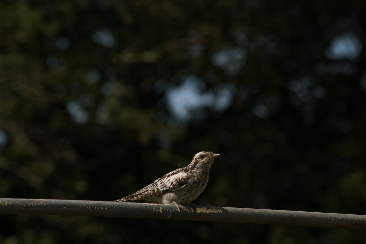 Pallid Cuckoo - ML192398601