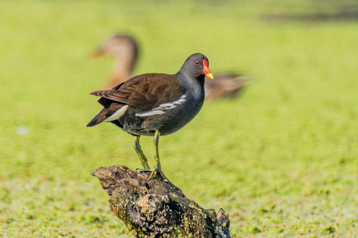 Eurasian Moorhen - Dr. Pankaj Chibber