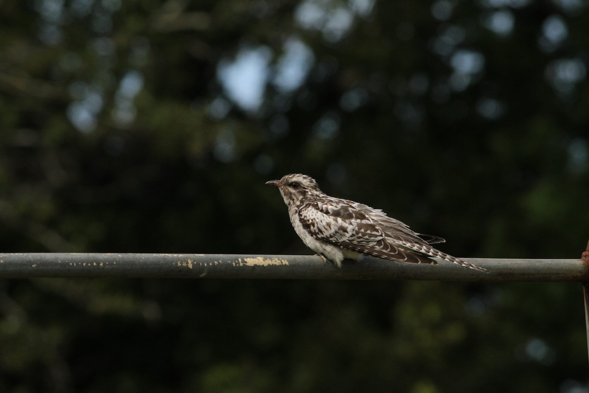 Pallid Cuckoo - ML192398621