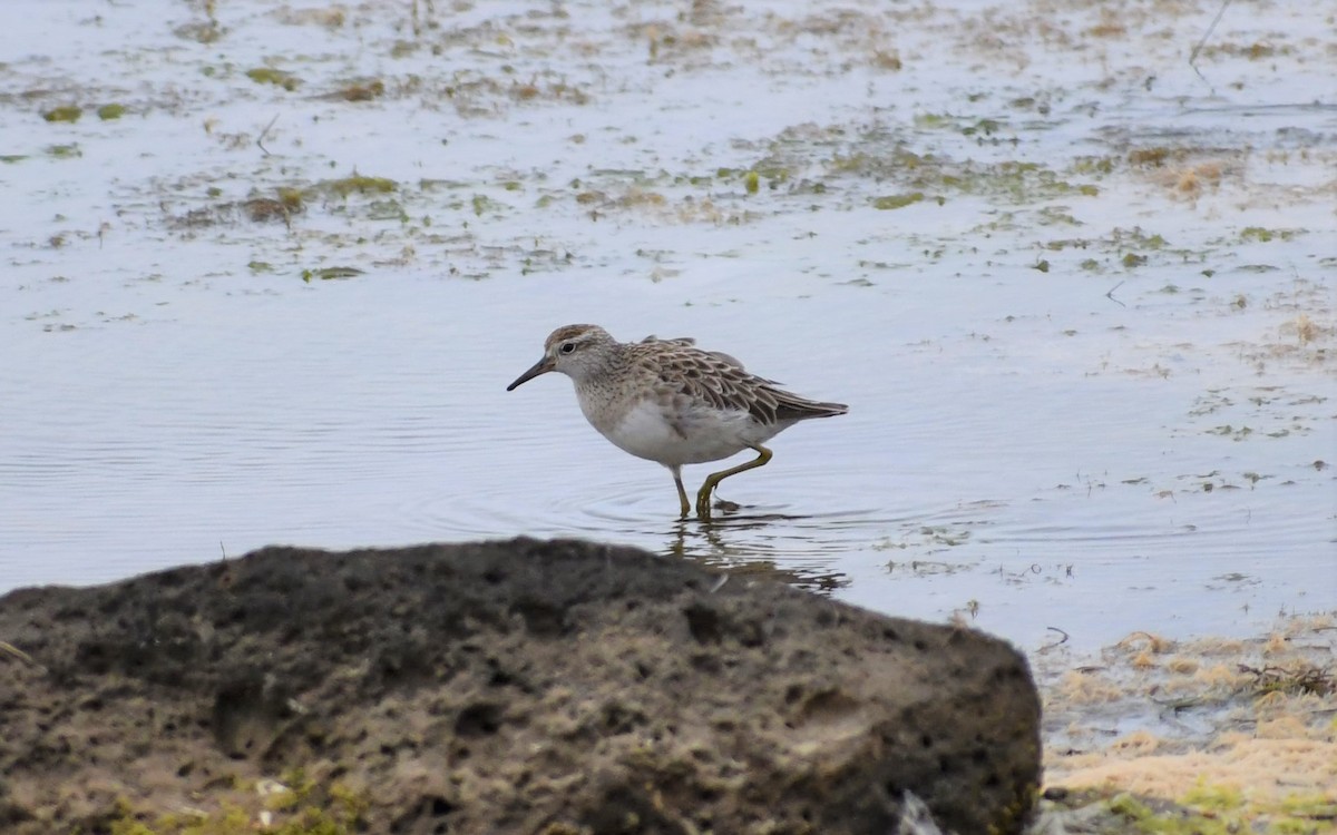 Sharp-tailed Sandpiper - ML192398941